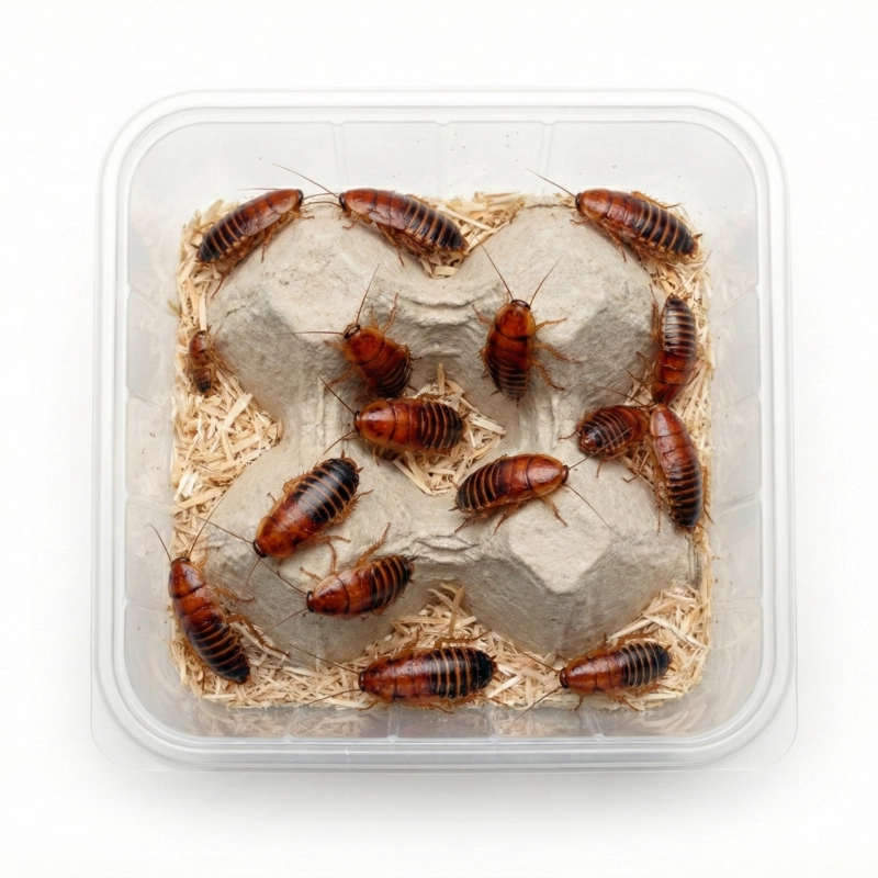 karmowka-dla-jaszczurek