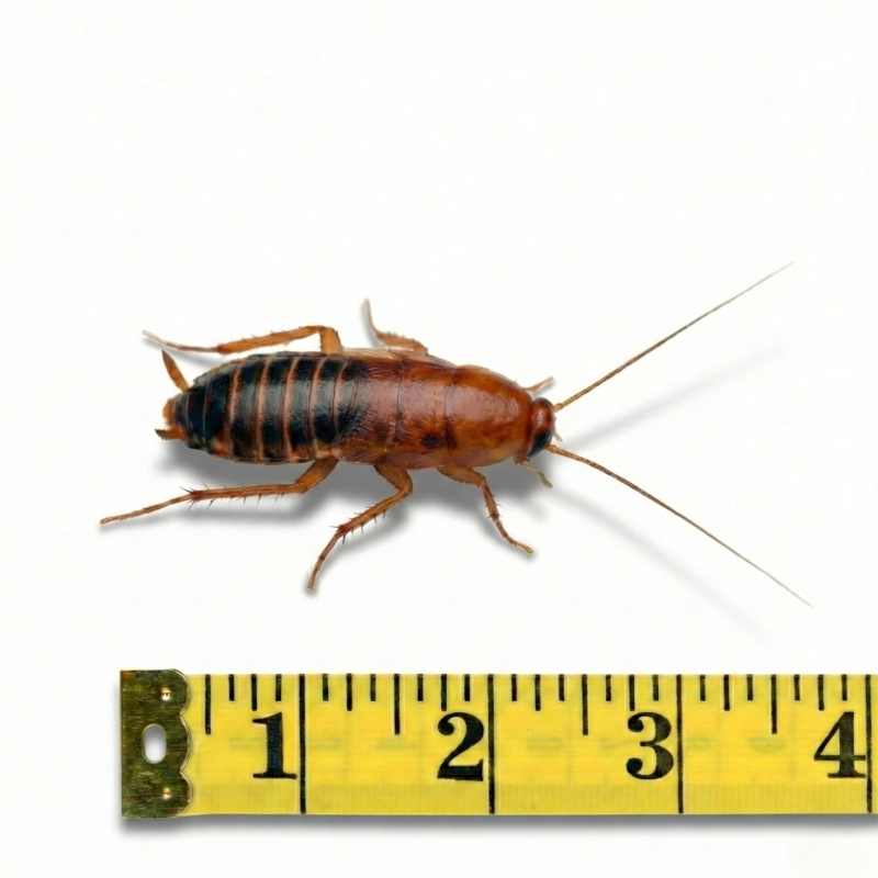 karaczan-turecki-3cm