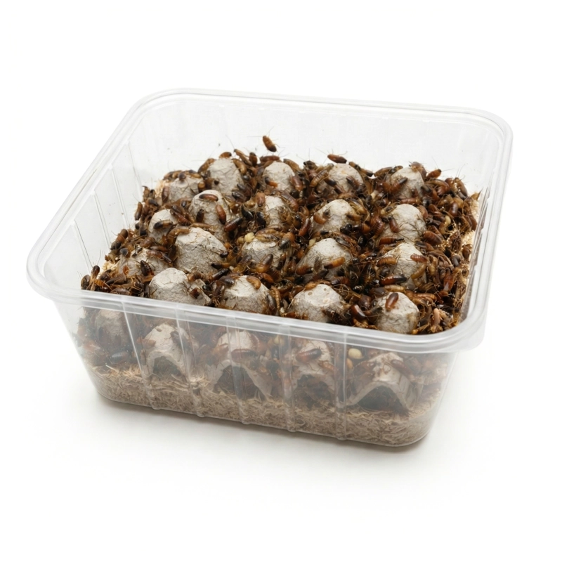 karaczan-turecki-wyleg-shelfordella-lateralis-karmowka-terrarium