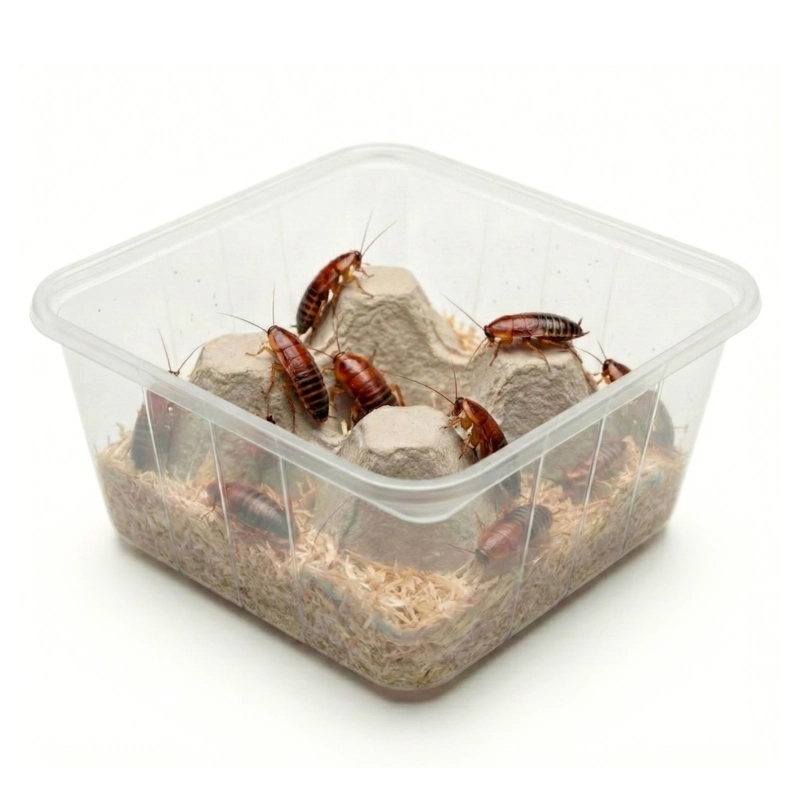karaczan-turecki-1,5-3cm