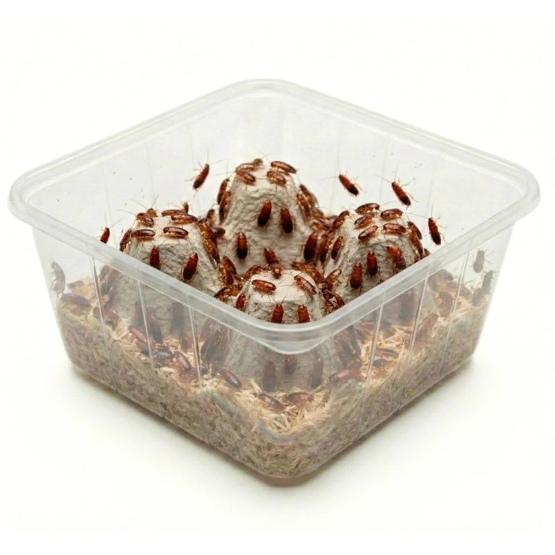 karaczan-turecki-0,5-1,5cm-shelfordella-lateralis-karmowka-terrarium