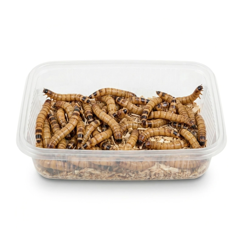 drewnojad-karmowka-zywy-pokarm-dla-gadow