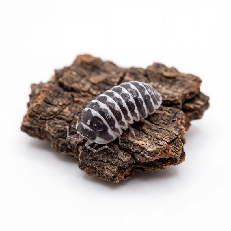 Armadillidium-maculatum-zebra-12szt-isopody-do terrarium