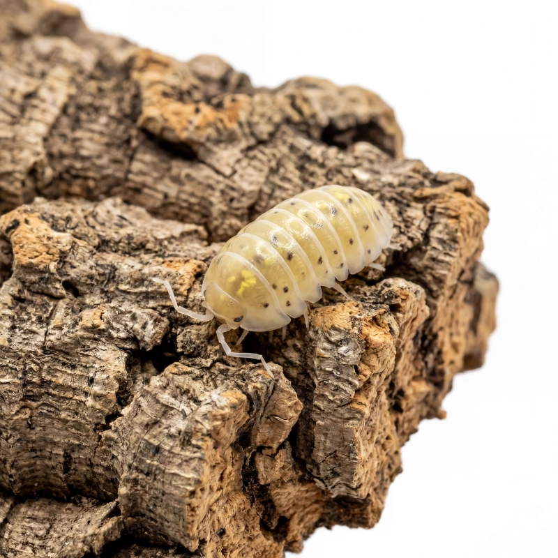 Armadillidium-vulgare-Magic-Potion-12szt-isopody-do-terrarium