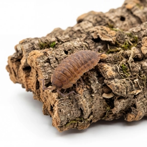 Porcellio scaber „Rusty” – 12 szt. isopody do terrarium | Ekipa sprzątająca bioaktywna