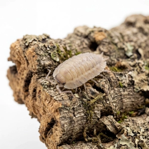 Porcellio spatulatus „Coros” – 12 szt. isopody do terrarium | Ekipa sprzątająca bioaktywna
