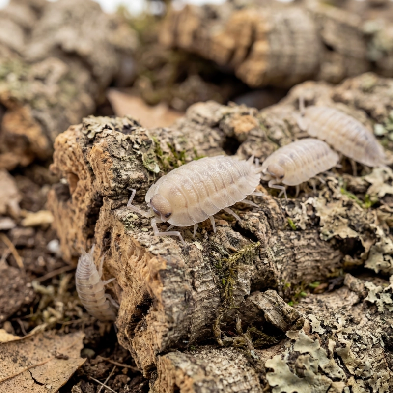 isopody-Porcellio-spatulatus-Coros-12 szt