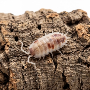 Porcellionides pruinosus „Red Koi” – 12 szt. isopody do terrarium | Ekipa sprzątająca bioaktywna