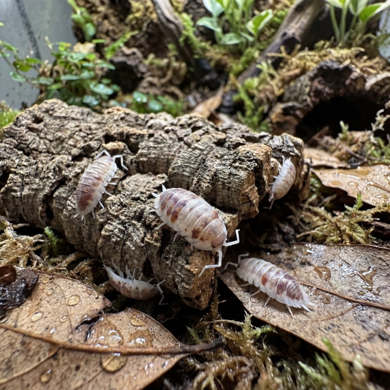 isopody-Porcellionides-pruinosus-Red-Koi