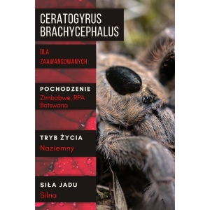 PAJĄK PTASZNIK CERATOGYRUS BRACHYCEPHALUS WF 2-2,5 dc SAMICA
