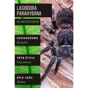 PAJĄK PTASZNIK LASIODORA PARAHYBANA 2,5-3 DC SAMICA