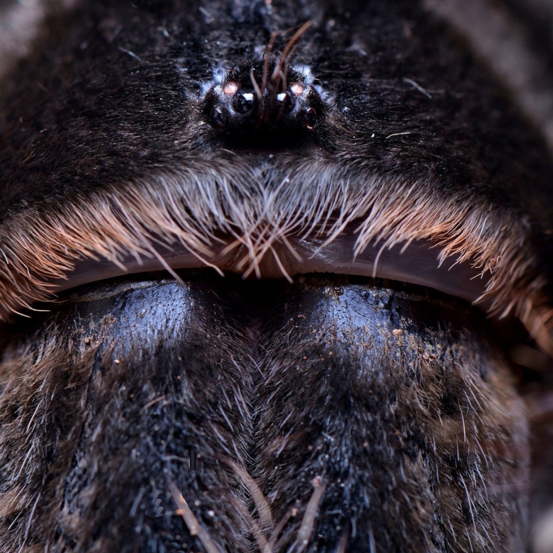 29b2fa33a67da1a1e8d75efad1c561fc