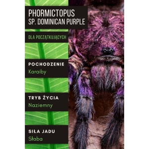 PAJĄK PTASZNIK PHORMICTOPUS SP. DOMINICAN PURPLE 2-2,5 DC SAMIEC