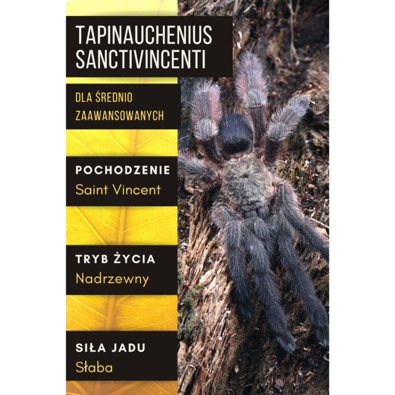 ptasznik-dla-sredniozaawansowanych
