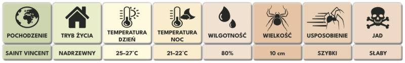 TAPINAUCHENIUS-SANCTIVINCENTI-samica