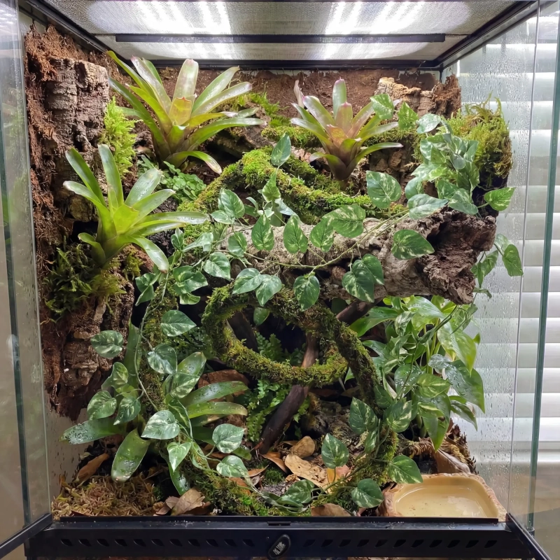 bluszcz w terrarium dla gekona.webp