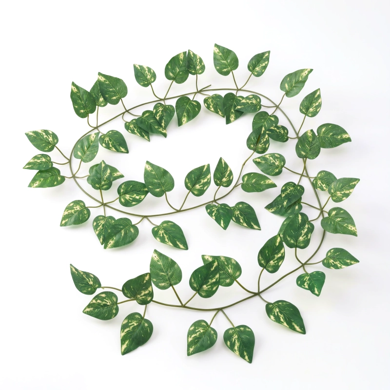 bluszcz-pnacze-do-terrarium.webp
