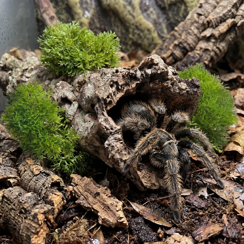 mech-sztuczny-w-terrarium-z-ptasznikiem.webp