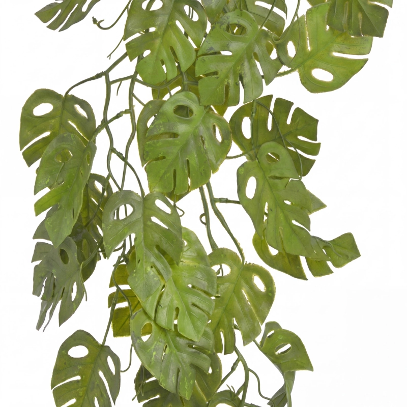 monstera-do-terrarium