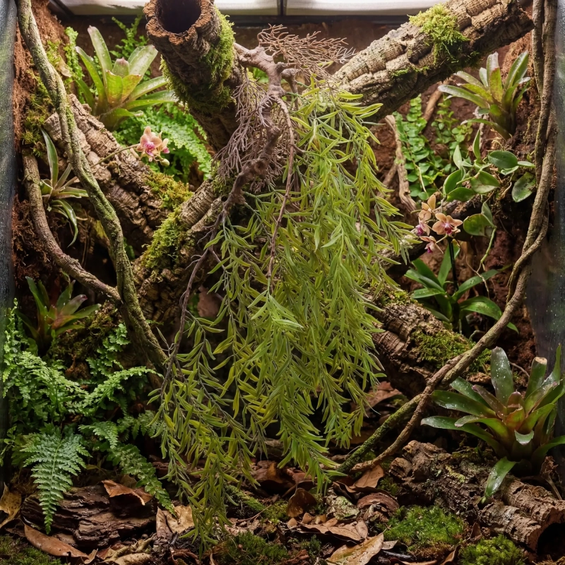 terrarium-z-roslinami