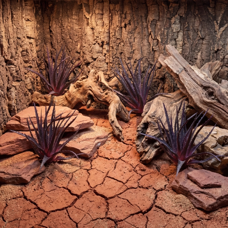 terrarium-dla-gekona-z-sukulentami