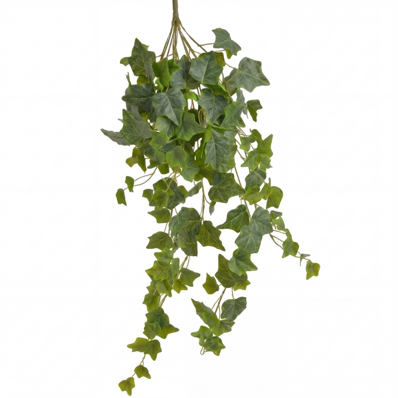 bluszcz-wiszacy-do-terrarium