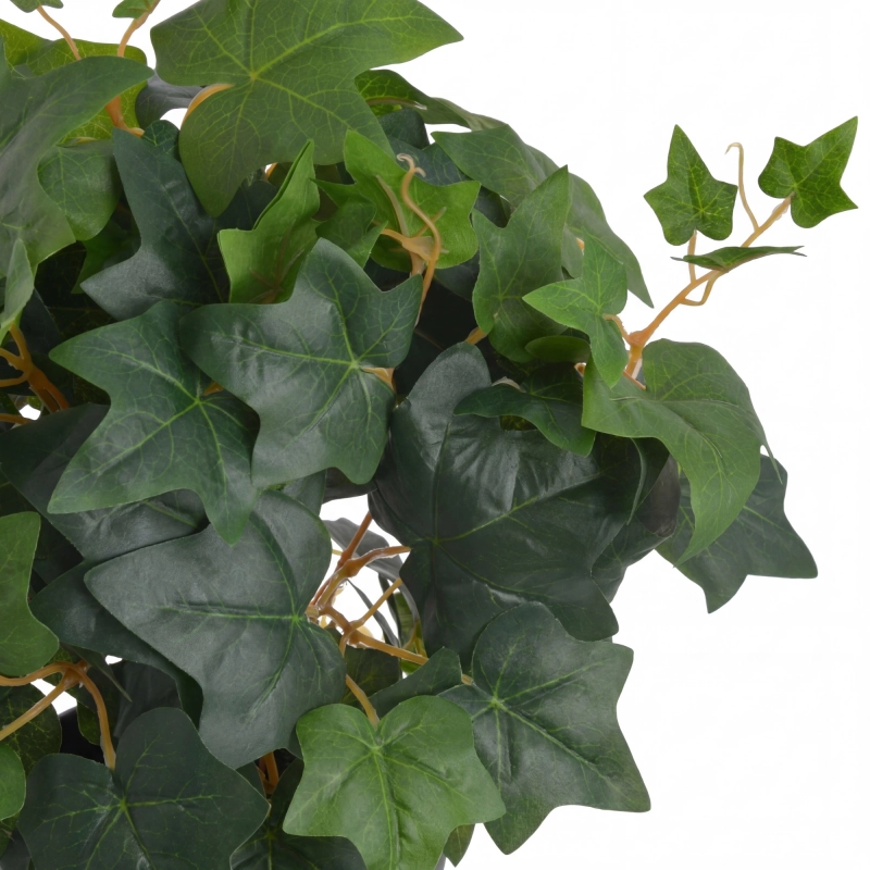 bluszcz-krzew-do-terrarium