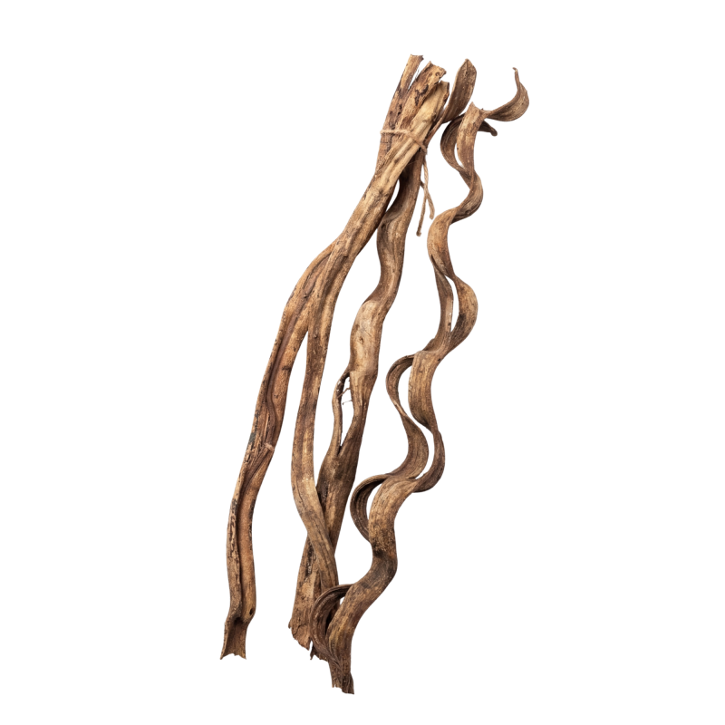 naturalne-liany-do-terrarium