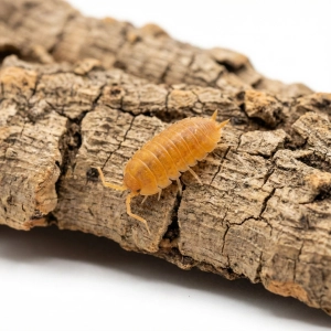 Porcellionides Pruinosus Powder Orange – 12 szt. isopody do terrarium | Ekipa sprzątająca bioaktywna