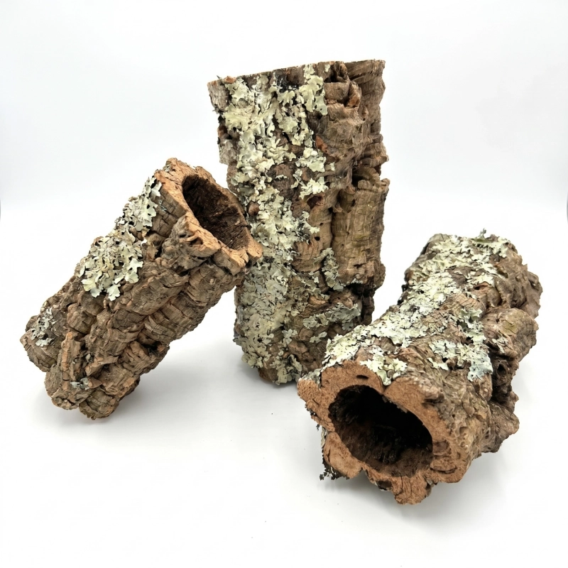 BioRoot Mangrove M (2).webp