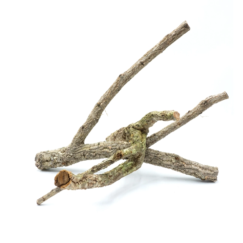 galezie-z-korka-dla-kameleonow