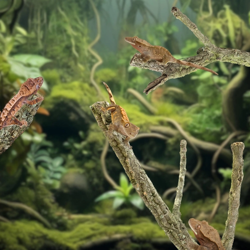 galezie-z-korka-dla-gekonow