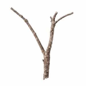 Gałąź korkowa XS | dł. 30cm | BioCork Branch | gałąź korkowa dębu korkowego