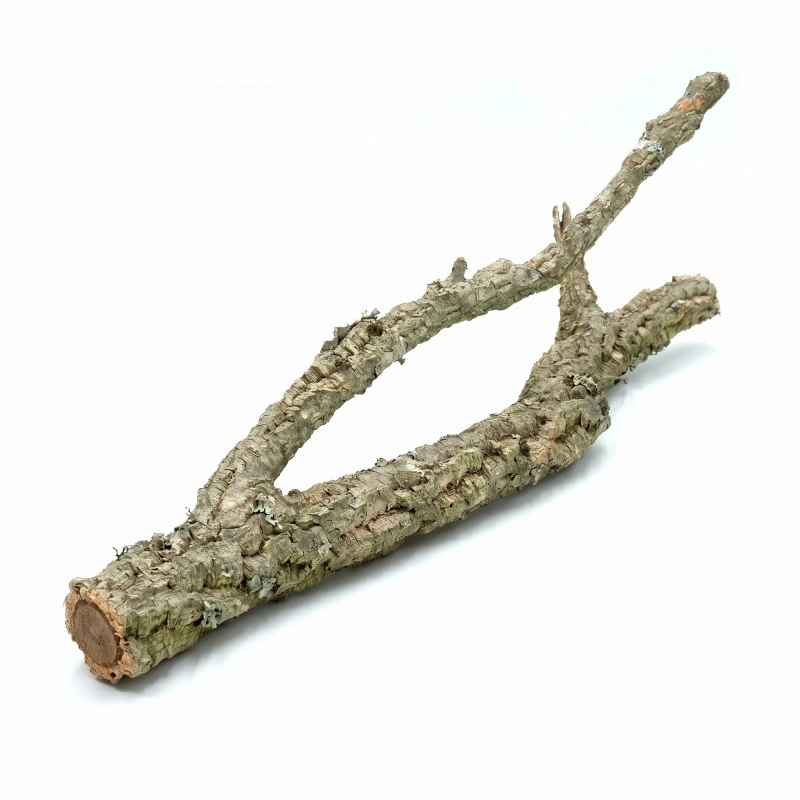 Gałąź dębu korkowego