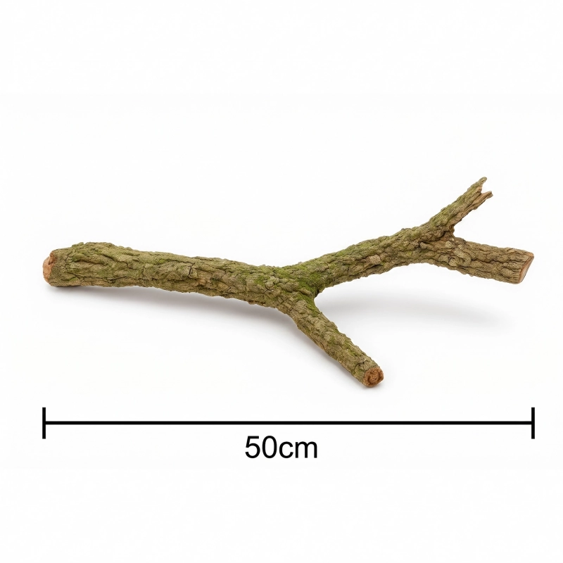 gałąź dębu korkowego 50 cm
