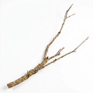 Gałąź korkowa XL | dł. 80cm | BioCork Branch | gałąź korkowa dębu korkowego
