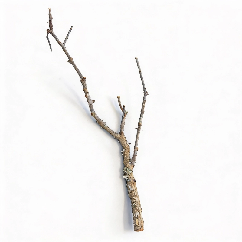 gałąź korkowa 80cm