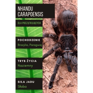 PAJĄK PTASZNIK NHANDU CARAPOENSIS 2,5-3 DC SAMICA