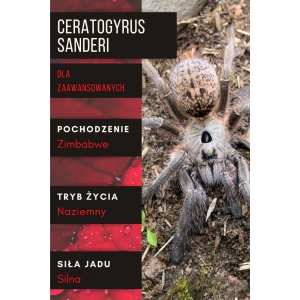 PAJĄK PTASZNIK CERATOGYRUS SANDERI 2-2,5 DC SAMIEC