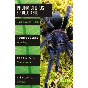 PAJĄK PTASZNIK PHORMICTOPUS SP. BLUE AZUL 3-3,5 DC SAMIEC