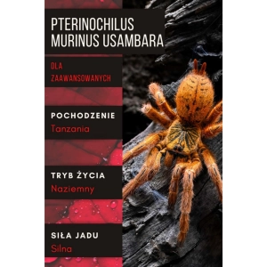 PAJĄK PTASZNIK PTERINOCHILUS MURINUS USAMBARA 2-2,5 DC SAMIEC