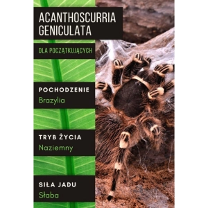 PAJĄK PTASZNIK ACANTHOSCURRIA GENICULATA L2