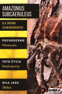 PAJĄK PTASZNIK AMAZONIUS SUBCAERULEUS (EX. BURGESSI) L3