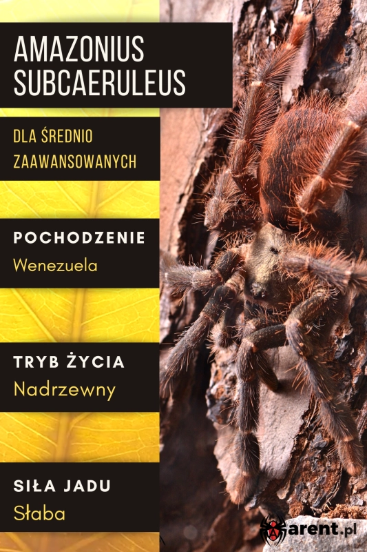 Amazonius-subcaeruleus (ex. burgessi).png