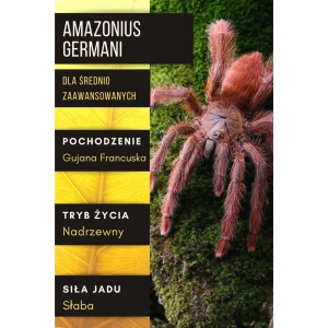 PAJĄK PTASZNIK AMAZONIUS GERMANI L3
