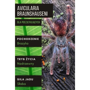 PAJĄK PTASZNIK AVICULARIA BRAUNSHAUSENI L3