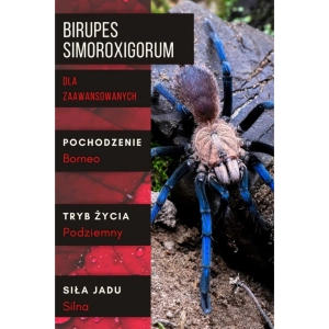 PAJĄK PTASZNIK BIRUPES SIMOROXIGORUM L4