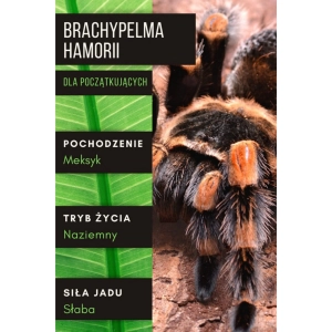 PAJĄK PTASZNIK BRACHYPELMA HAMORII L5