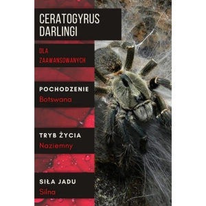 PAJĄK PTASZNIK CERATOGYRUS DARLINGI L3