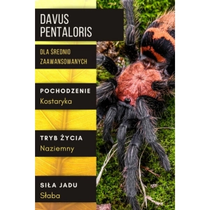 PAJĄK PTASZNIK DAVUS PENTALORIS L5